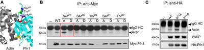 Ser71 Phosphorylation Inhibits Actin-Binding of Profilin-1 and Its Apoptosis-Sensitizing Activity